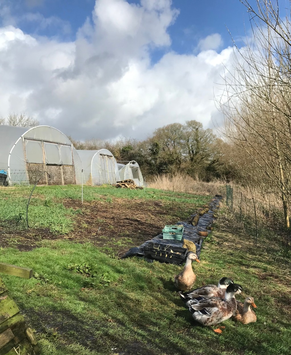 Nice weather for&nbsp;ducks!